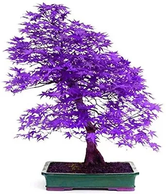 $3.59 • Buy 10 Seeds Purple Japanese Maple Tree SEEDS ARE HULLED FOR FASTER GROWTH