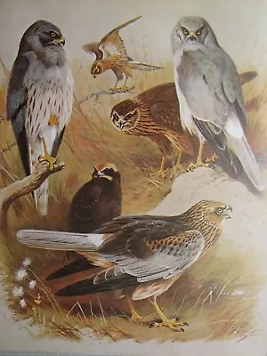 £32 • Buy Wildlife Print ~ Montagu Harrier Marsh Hen Harrier ~ Thornburn