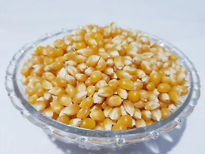 £5.98 • Buy Popcorn Seeds, Kernels Popping, Raw Popping Corn Seeds Maize Seeds Kernels 500g