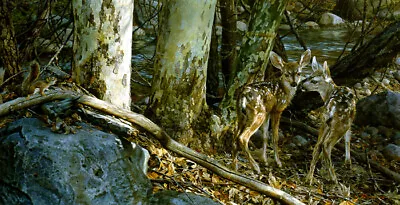 Carl Brenders BROKEN SILENCE Mule Deer Fawns Art Print ARTIST PROOF A/P #2/76 • $195