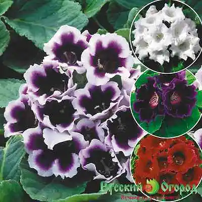 Gloxinia Seeds - Mix Of Russian Hybrids For Your Home • £2.99