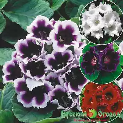 Gloxinia Seeds - Mix Of Russian Hybrids For Your Home • £2.99