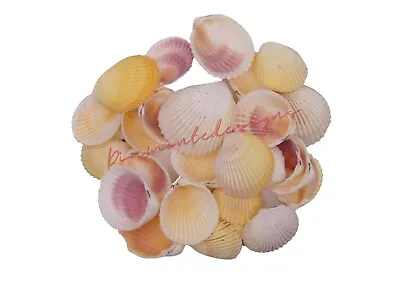 Cockle Shells Seashells Beach Shells Wedding Display Craft Aquarium Cockles • £9.95