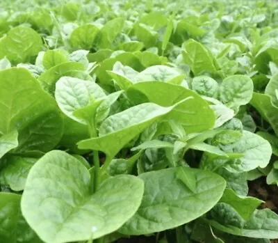 Giant Malabar Spinach Basella Alba - Large & Thick Leaves - 50 Seeds 2024 - USA • $3.99