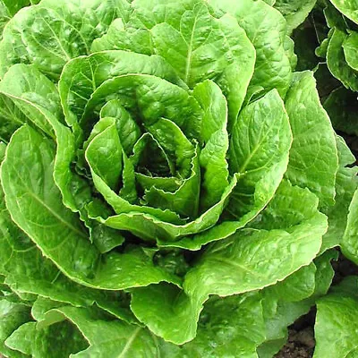 Buttercrunch Lettuce Seeds | 500 Seeds | Non-GMO | Free Shipping | 1102 • $1.59