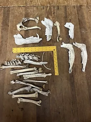 Real Authentic Animal Bones Lot Of Mixed Bone • $35