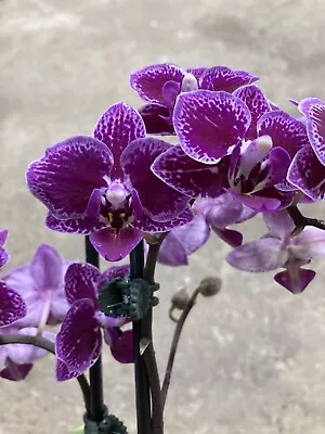 Orchid Phalaenopsis Phal Chia E Yenlin ‘Variegata’ In Bloom 04/05 Two Spikes • $45