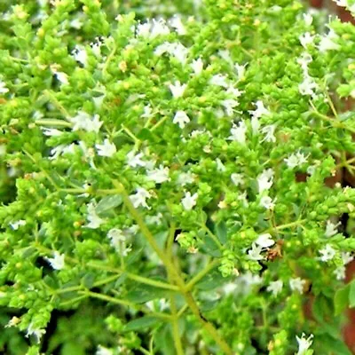 2000+ Oregano Seeds Herb Perennial Greens Greek Fresh Medicinal Non-gmo Heirloom • $2.99