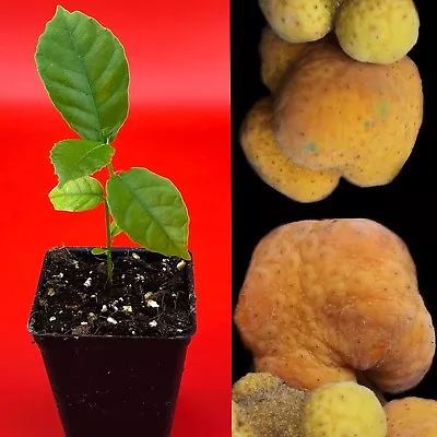 Kwai Muk Artocarpus Hypargyreus Tropical Fruit Tree Starter Plant • $21.59
