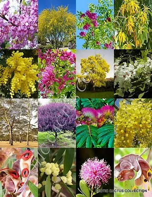 ACACIA TREES MIX Rare Flower Wattles Desert Vachellia Bonsai Tree SEED 15 Seeds • £8.66