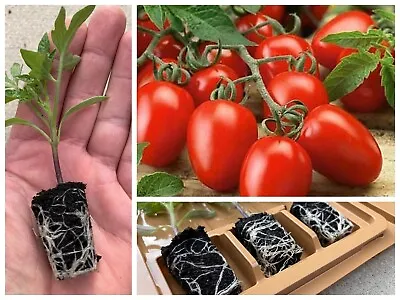 Tomato Vegetable Plug Plants | Roma VF Plum | Available For Dispatch Now • £6.99