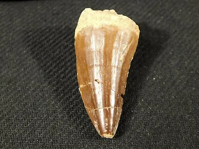 100 Million Year Old! Mosasaurus TOOTH Fossil From Morocco 28.1gr • $15.99