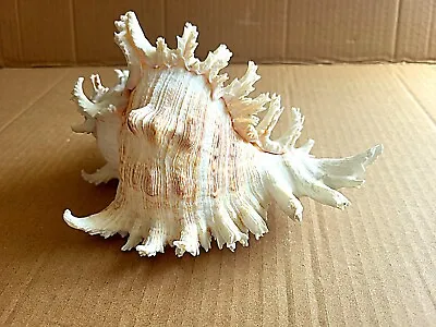 Large Vinttage Murex Chicoreus Ramosus Sea Shell • $24.99