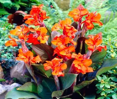 Canna Eric Nuebert  .exotic Jungle Looking Plant  Uk Grown See Pictures Sm • £10.95