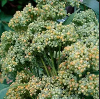 Organic MINT VANILLA QUINOA 50 Seeds • $9.99