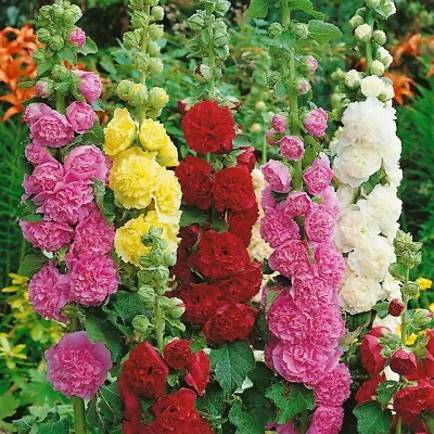  95 Seeds Hollyhock Alcea Rosea Chaters Double Mixed+4 FREE REUSABLE PLANT LABEL • £0.99