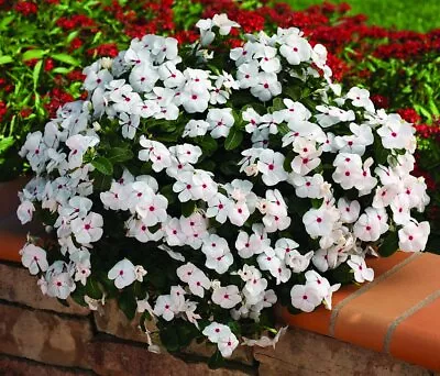 Vinca Seeds Cora Cascade Polka Dot 25 Seeds • $4.75