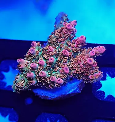 WWC Jello Shot Acropora * XL 1 + FRAGS * Live Coral Frag * AJ's Aquariums • $59.99