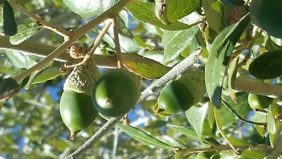 30 - Quercus Ilex Holly Holm Oak Mediterranean Dalmatian Coast Sept 2023 Acorns • $22.95