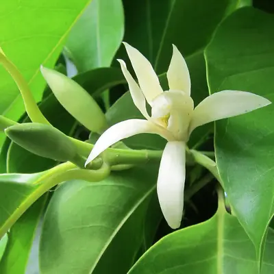 LIVE PLANT GRAFTED 3+ft Magnolia Michelia Champaca Alba - Chinese Orchid Flower • $200