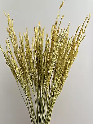 Dried Flowers  Yellow Rice Grass 50 Stems Vase Decor Wedding • £6.95