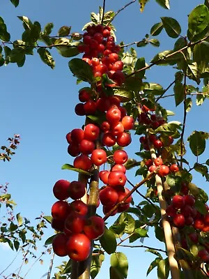 Crab Apple Malus Robusta Red Sentinel Bare Root Tree 100-150cm Plant MM111 • £27.99