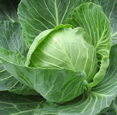 Organic Cabbage Seeds Heirloom FRESH Garden Seed • $80