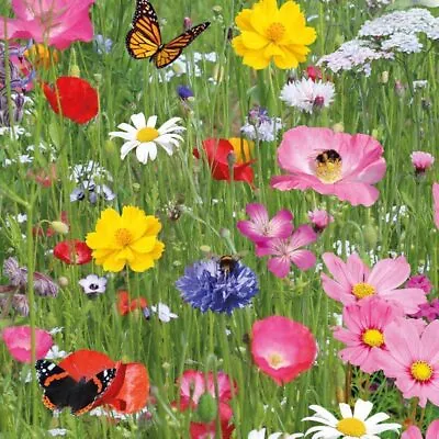 Dwarf Wild Flower Meadow Seeds Pure Flower Pure Flower 100% Seeds NO Grass 10 G  • £3.99