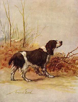 English Springer Spaniel Lovely Old 1934 Dog Colour Art Print By Maud Earl • $19.90