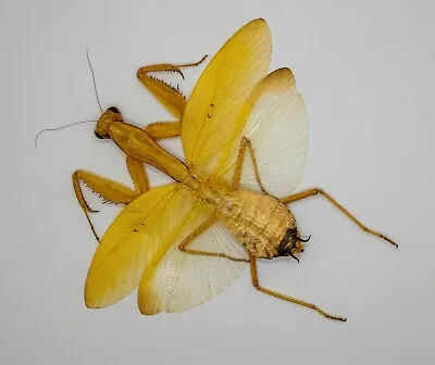 Mantidae - Cameron Highlands Malaysia- Hierodula Sp (Large) Rare Yellow  Form A • $79.98