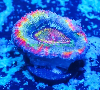 Cornbred's Rainbow Panther Chameleon Acan - WYSIWYG - Frag - LIVE CORAL • $10.50