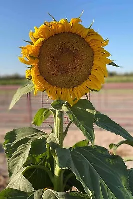 Mammoth Sunflower Seeds | Non-GMO | Heirloom | 15 Fresh Garden Seeds • $3.75