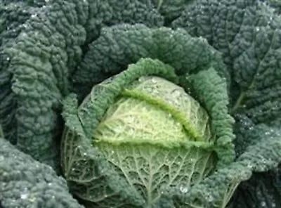 £9.99 • Buy 12 X Vegetable Cabbge Plug Plants Choice Of Varieties Pre Order Free Postage