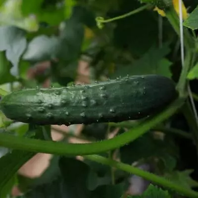 Cucumber | Marketmore |3 Plug Plants • £6.49