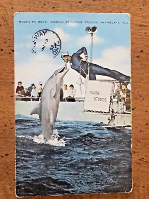 Linen Postcard View Of Feeding At Marine Studios Marineland Fl 1952 • $0.99