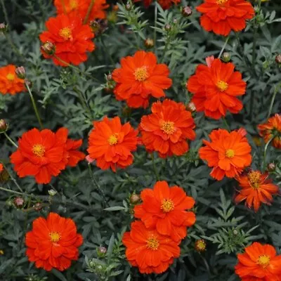 15 Cosmic Red Cosmos Seeds - Branching Multi Bloom Variety • £2.39