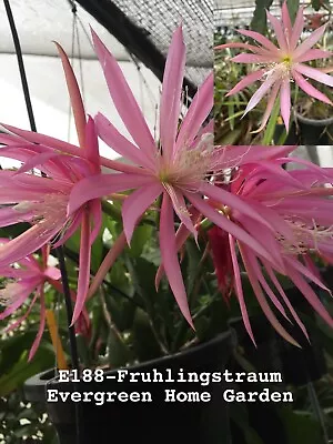 Rooted Epiphyllum Orchid Cactus “Fruhlingstraum” Growing In 4” Starter Pot. • $28