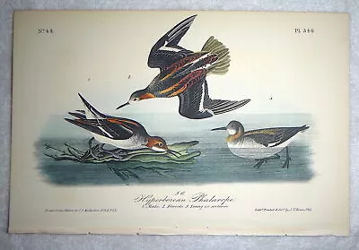 Audubon 1st Ed Octavo  HYPERBOREAN PHALAROPE   Birds Of America   1840 Original • $85