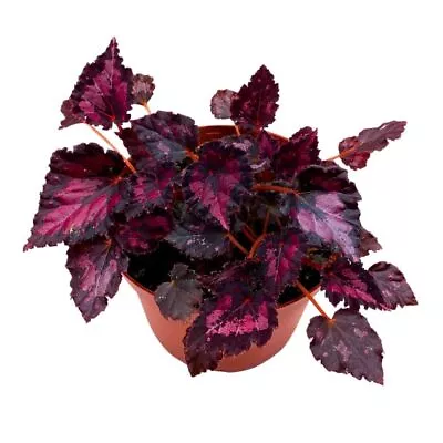 Harmony's Black Heart 6 Inch Begonia Rex Black Red Dark • $43.74