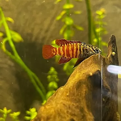 Black Tiger Badis (pre-adult) Live Fish Tank Bred (Dario) • $12