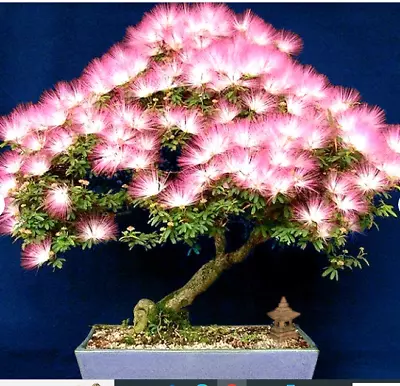 20 MIMOSA PUDICA SEEDS (SHY PLANT / SENSITIVE PLANT SEEDS) - Pink Flowers Rare • £1.99