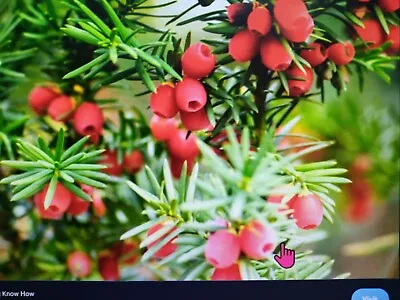 YEW . English Yew  75 Top Quality  Seeds . Excellent Hedging 2023  BONSAI • £3.45