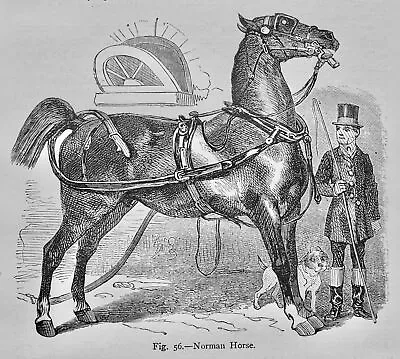 Mammalia THE NORMAN HORSE Original Victorian Print By Figuier C1892 • £17.50