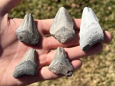 Fossil Megalodon Sharks Teeth LOT OF 5 Florida Meg Miocene Shark Tooth • $34.99