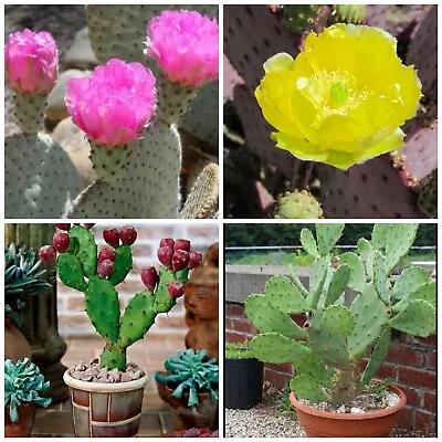 £1.99 • Buy Prickly Pear Cactus Collection! HARDY To -18.C! Edible Fruits! Fresh Seeds