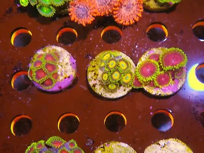 Zoa Coral Bubdle Marine Aquarium • £35