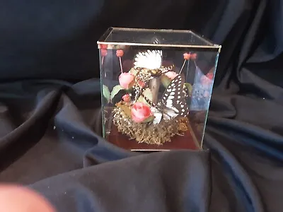 Vintage Taxidermy Real Butterflies Glass Display By Price Products. • $18