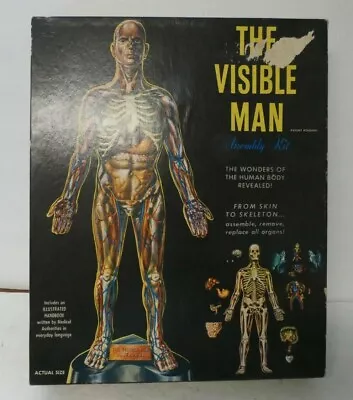 The Visible Man Model Renwal 800-498 • $18.87