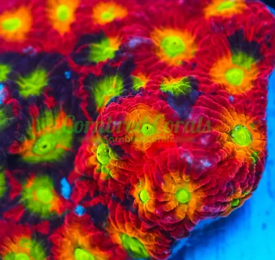 Cornbred's Jelly Bean Favia - Frag - LIVE CORAL • $99.99