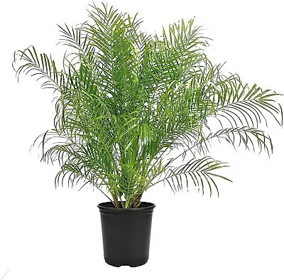 Phoenix Roebelenii - Miniature Pygmy Date Palm - Large Live Tree - Beautiful... • $89.98